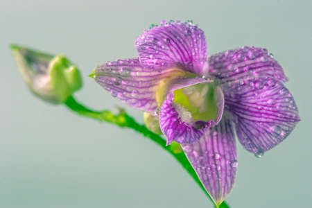Dendrobium is a genus of mostly epiphytic and lithophytic orchids in the family Orchidaceae.の写真素材