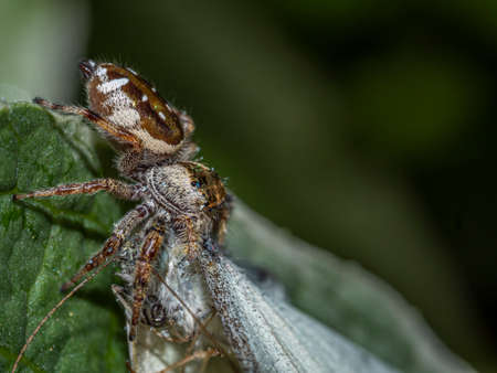 Jumping spiders are a group of spiders that constitute the family Salticidae eating butterfly