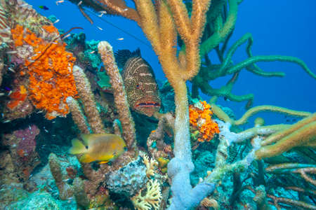 Caribbean coral reefの写真素材