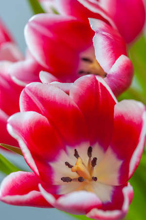 Tulip in spring in arrangemnt red and white