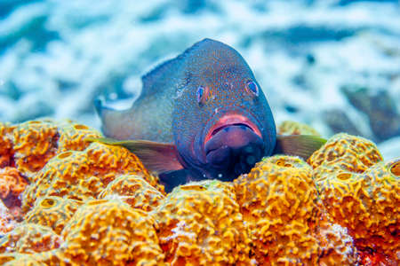 Caribbean coral reef off the coast of the island of Bonaire