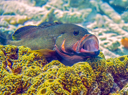 Caribbean coral reef off the coast of the island of Bonaire