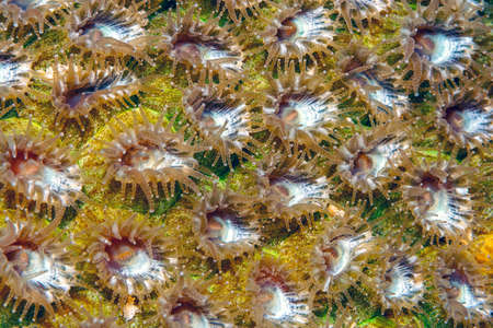 Astreopora myriophthalma, sometimes known as porous star coral