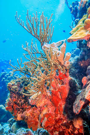 Caribbean coral reefの写真素材