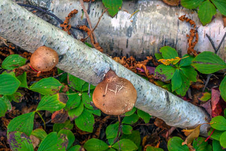Autumn fall foliage in forestの写真素材