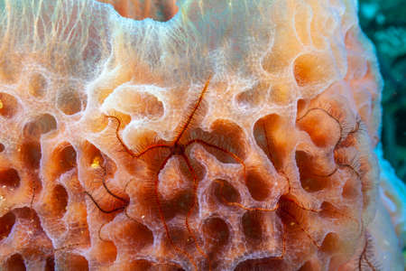 Callyspongia plicifera, the azure vase sponge, is a species of sea sponge belonging to the family...