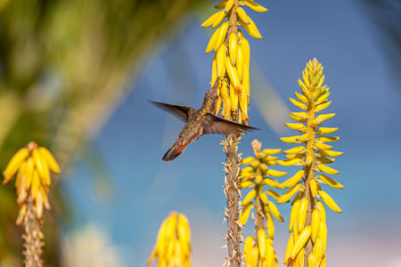 ruby-topaz hummingbird ,Chrysolampis mosquitus, commonly referred to simply as the ruby topaz, is a...