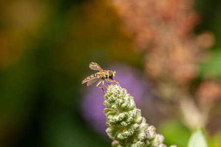 Hoverflies, also called flower flies or syrphid flies, make up the insect family Syrphidae.