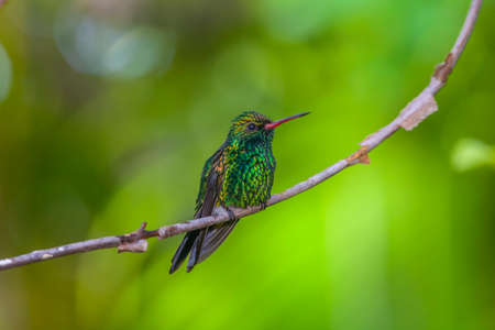 blue-chinned sapphire ,Chlorestes notata is a hummingbird  on the island of Roatanの写真素材