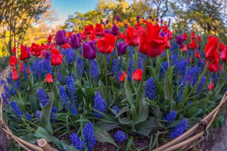 Shakespeare Garden in Central Park, New York Cityの写真素材