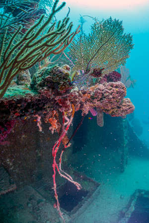 Caribbean coral reef side of sunken boat off coast of Roatanの写真素材