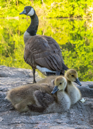 Canada goose ,Branta canadensis is a large wild goose