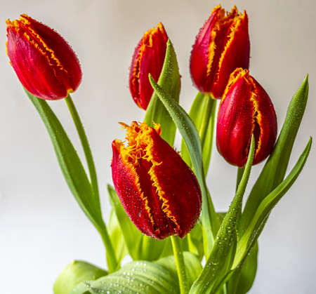 Tulip in spring in arrangemnt, red and yellow on white backgroundの写真素材