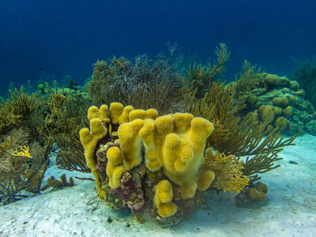 Caribbean coral reef off the coast of the island of Bonaireの写真素材