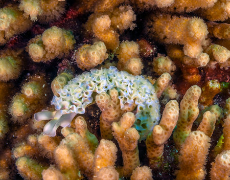 Elysia crispata, common name the lettuce sea slug or lettuce slug, is a large and colorful species of sea slug, a marine gastropod mollusk.の写真素材
