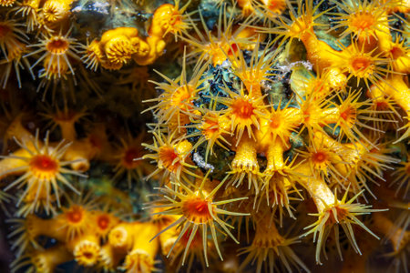 Caribbean coral reef, Alcyonacea, or soft corals, are an order of coralsの写真素材