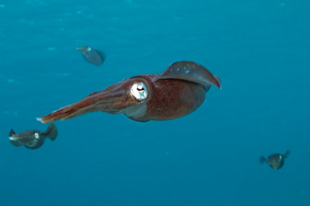 Caribbean reef squid ,Sepioteuthis sepioidea, commonly called the reef squid,
