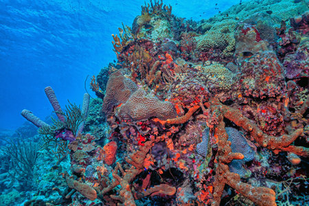 Caribbean coral reef off thw coast of the island of Bonaireの写真素材