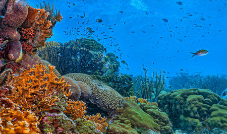 Tropical fish and colorful corals on a tropical coral reefの写真素材