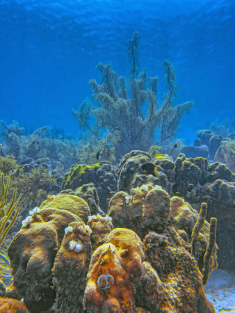 Caribbean coral reef off the coast of the island of Bonaireの写真素材