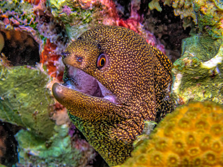 Gymnothorax miliaris, the goldentail moray off the coast of the island of Bonaireの写真素材