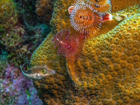 Canthigaster rostrata, commonly known as the Caribbean sharp-nose puffer, is a pufferfish from the Western Central Atlantic.,の写真素材