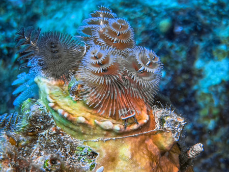 Spirobranchus giganteus, commonly known as Christmas tree worms, are tube-building polychaete worms...