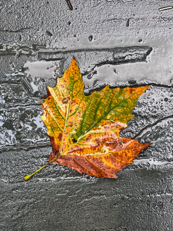 Autumn fall foliage in NYC on street a maple leaf