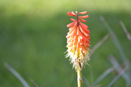 Red Hot Pokerの写真素材