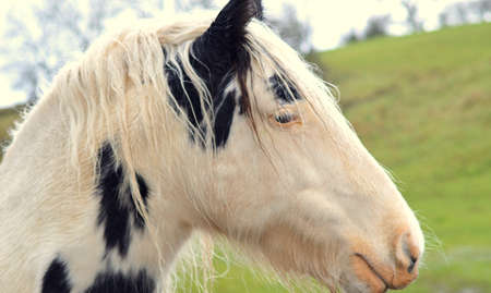 Horsey   の写真素材