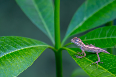 Lizard on a green leaf looking up.