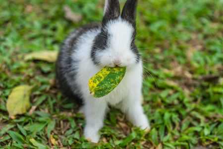 Take a leaf out of my Book, a cute rabbit eating a leaf.の写真素材