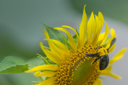 A bumble bee on a sunflower.