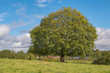 A beautiful green tree in a field, under a blue sky.の写真素材