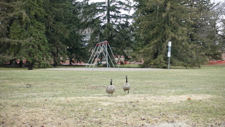 Canadian Goose, Geese, Ducks in the park. Various poses (sleeping, walking, drinking, eating, squacking, and so forth). Outdoor landscape in spring.の写真素材