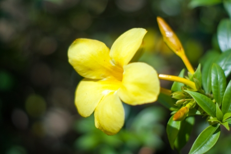 Yellow flower