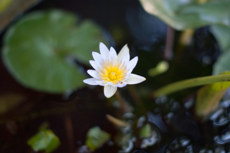 White lotusの写真素材