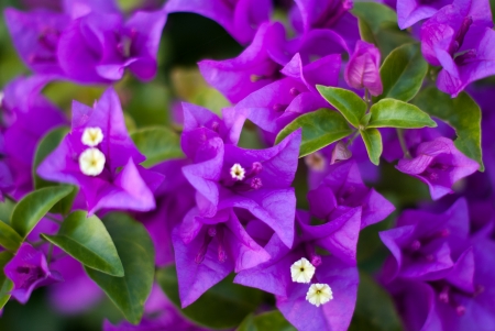 Violet blossomの写真素材