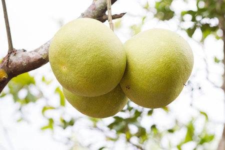 Three grapefruit in garden