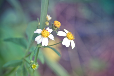 White flower in abstract の写真素材