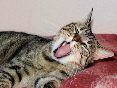 A tired yawning Cat that wants to Sleepの写真素材