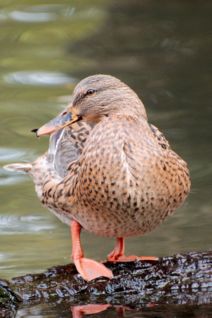 Duck out of the waterの写真素材