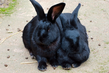 Two black rabbitsの写真素材