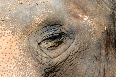 Close up of an elephantの写真素材