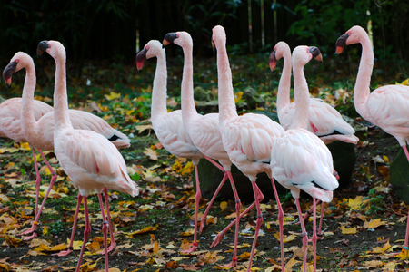 Flock of pink flamingosの写真素材
