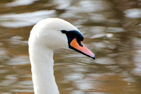 Close up of a swanの写真素材