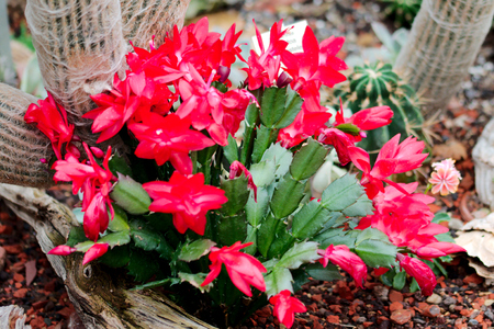 Flowering cactus in a greenhouseの写真素材