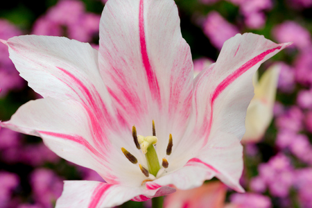 Close up of a tulipの写真素材