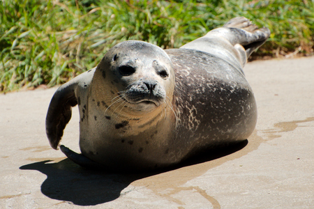 Single sea lionの写真素材