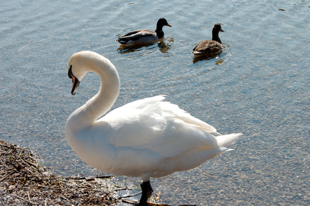 Two ducks and a swanの写真素材